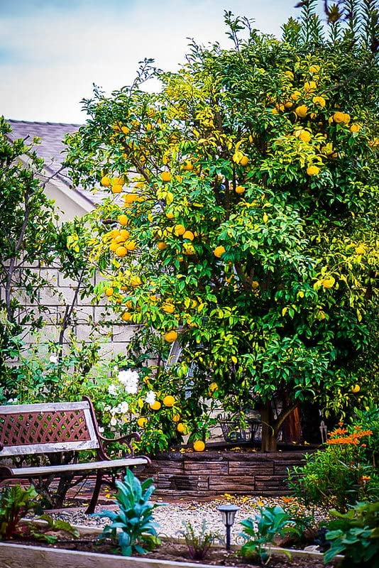 ⭐ Gardenera Labs's Citron Tree Soil Mix - The Perfect Blend of Quick-Draining Formula, Essential Nutrients for Healthy, Productive Citrus Medica Trees - [10 Quart Bag]