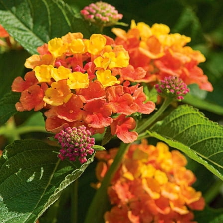 Orange Lantana Plant Live, Perennial Flower Plant, Outdoor Landscape
