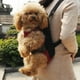 thumbnail image 3 of Pet Sling Backpack, Pet Front Cat Dog Sling Backpack Bolsa de viaje ajustable, Piernas extendidas, Conveniente para perros pequeños Gato Cachorro Viajes Senderismo Camping Ormromra 2034806-5, 3 of 8