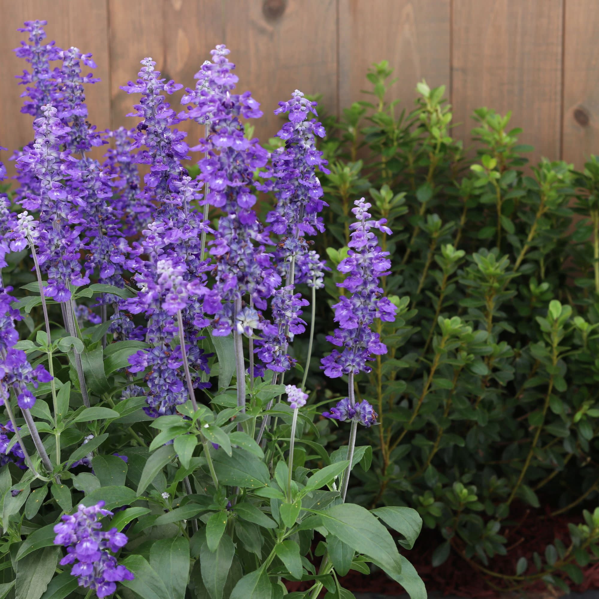 Proven Winners 8" Unplugged So Blue Mealycup Sage Live Plant in 6.5" Pot