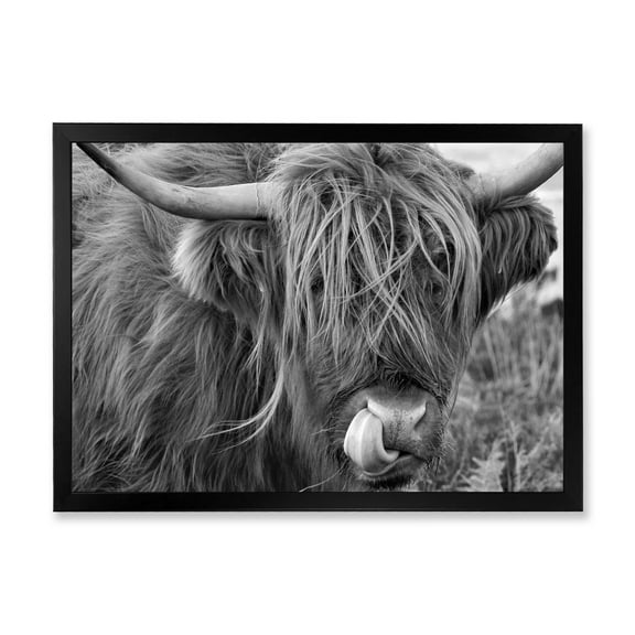 Designart 'Close Up Of Scottish Cow On Moorland II' Farmhouse Framed Art Print