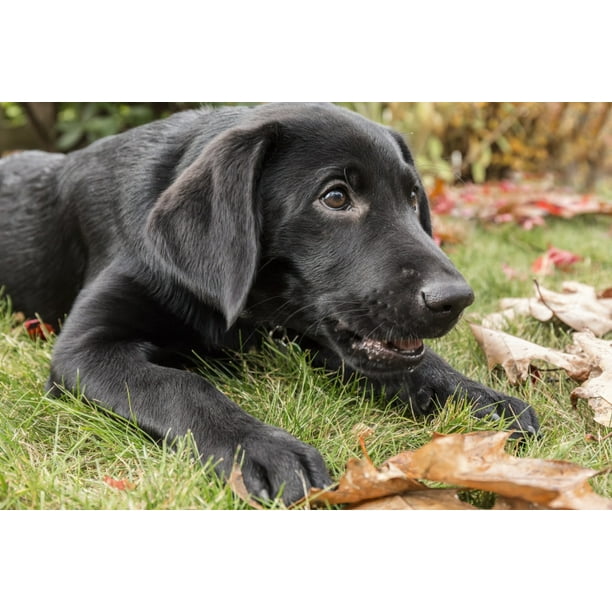 1 month old black labrador best sale puppy