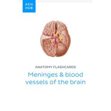 Anatomy flashcards: Meninges & blood vessels of the brain -
