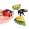 thumbnail image 2 of Ciclo de de un - Incluye réplicas de huevo larva crisálidas - Figuras educativas pintadas a mano para de 4 años en a Mariquita Baoblaze Enseñanza de las etapas del ciclo de vida, 2 of 8