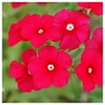 thumbnail image 4 of Everwilde Farms - 1 oz Red Drummond Phlox Native Wildflower Seeds - Gold Vault Bulk Seed Packet, 4 of 4