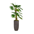 thumbnail image 1 of Vintage Home Artificial Faux Real Touch 63" Tall Fan Palm Tree With Burlap Kit And Resin Planter, 1 of 3