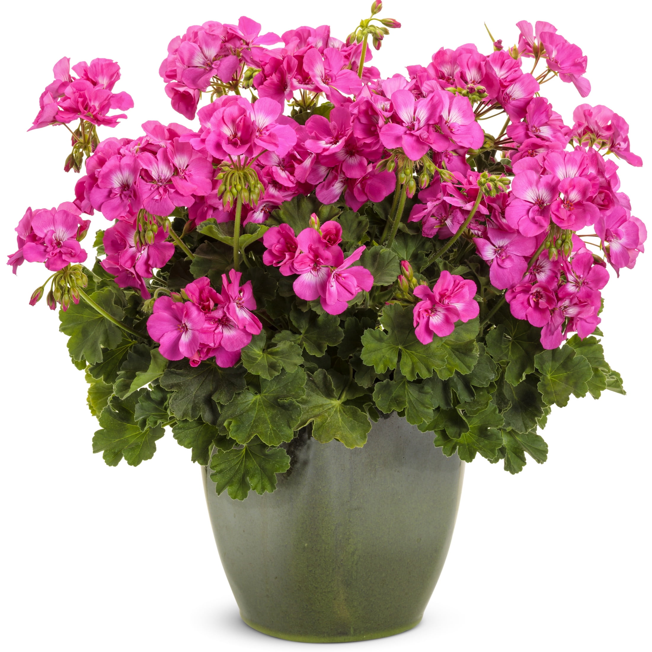 Proven Winners 4" Boldly Hot Pink Geranium Live Plant in 4.25" Pot (4 Count)