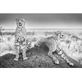 thumbnail image 2 of 1x 14x11 White Modern Wood Framed Museum Art Print Titled - Scheid - Two Cheetahs Watching Out, 2 of 4