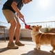 thumbnail image 5 of Pelota de neumático para mascotas con cuerda elástica, juguete de entrenamiento para perros, pelota para masticar y morder, perfecta para juego interactivo, molares de goma., 5 of 6