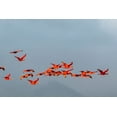 thumbnail image 2 of Jaynes Gallery 14x11 Gold Ornate Wood Framed with Double Matting Museum Art Print Titled - Caribbean-Trinidad-Caroni Swamp Scarlet ibis birds in flight, 2 of 4