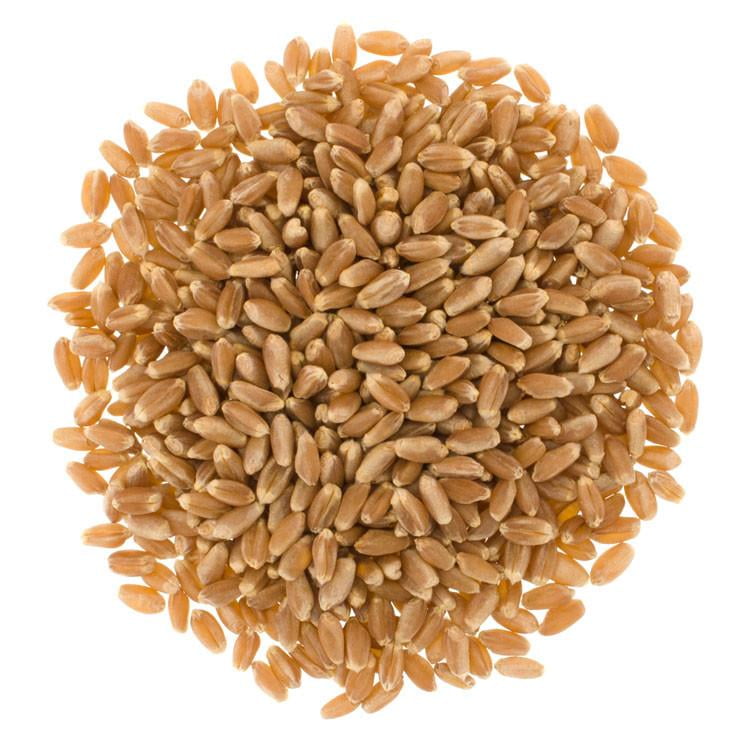 Hard Red Spring Wheat Berries • 25 lbs • Palouse Brand • USA Grown