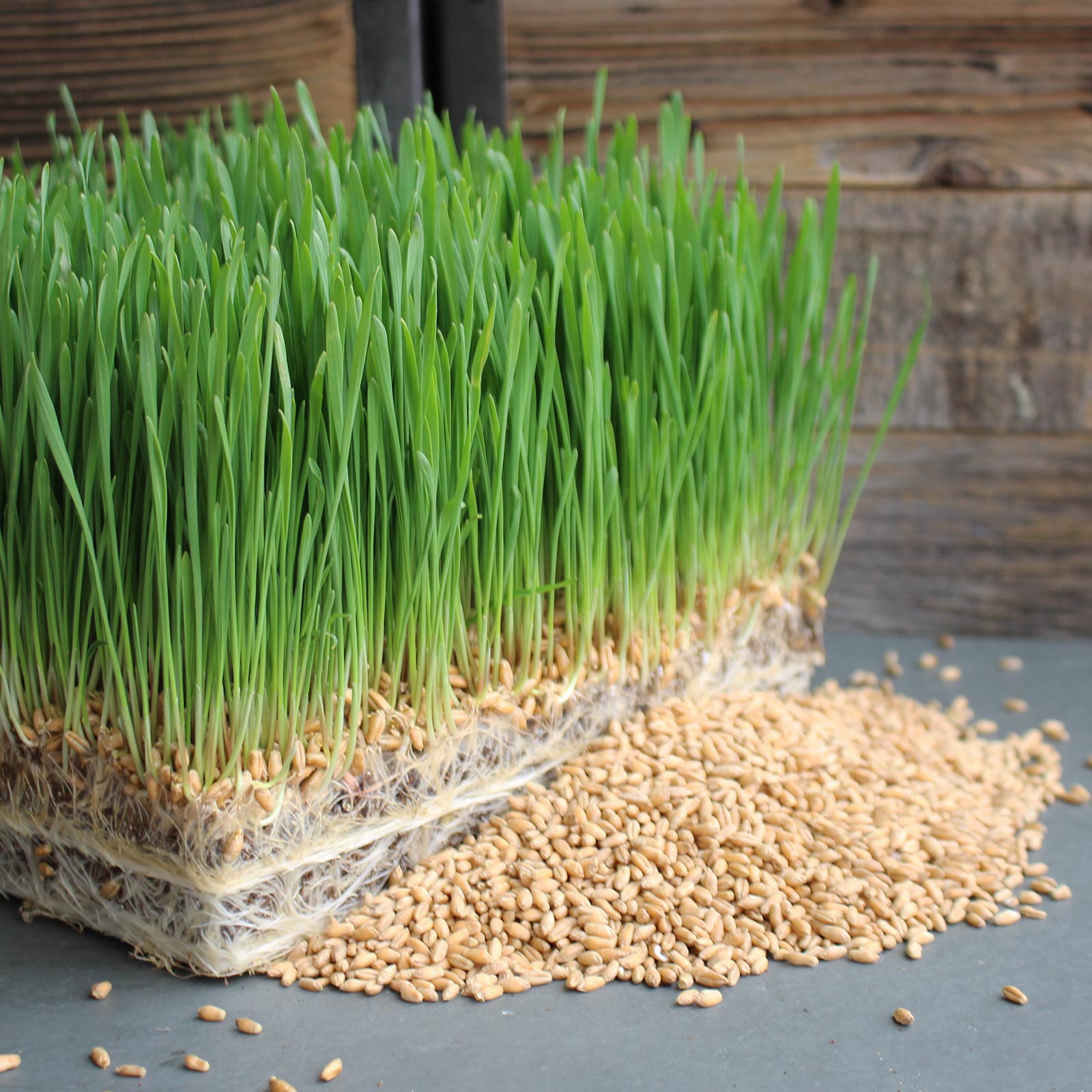 Organic Triticale Seeds- 4.5 Lbs- Triticale Grain Seed: Sprouting Sprouts, Cooking, Grind Flour, Food Storage & More
