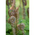 thumbnail image 3 of Mahan, Kathy 11x14 Black Modern Framed Museum Art Print Titled - Sword Fern II, 3 of 5