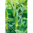 thumbnail image 2 of HJADGG 30 Lady Finger, Okra Seeds for Planting-Non-GMO, Heirloom, High-Yield Vegetable Seeds for Gardens & Climate, 2 of 5