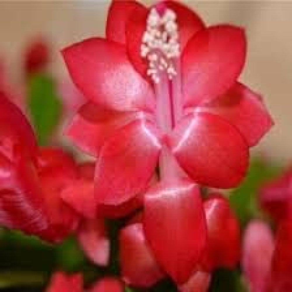 FulnKye RED Christmas Cactus Plant in 6 Pot |Zygocactus| Holidays Plants
