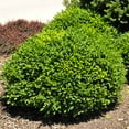 thumbnail image 3 of Brighter Blooms - Green Velvet Boxwood Shrub, 1 gal - No Shipping to AK, AZ, HI, OR, PA, TN, 3 of 6
