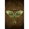 Steampunk Luna Moth Poster by Brigid Ashwood Butterfly Wall Decor Insect Art Moths and Butterflies Illustrations Vintage Beatles Entomology Science Classroom Cool Wall Decor Art Print Poster 12x18