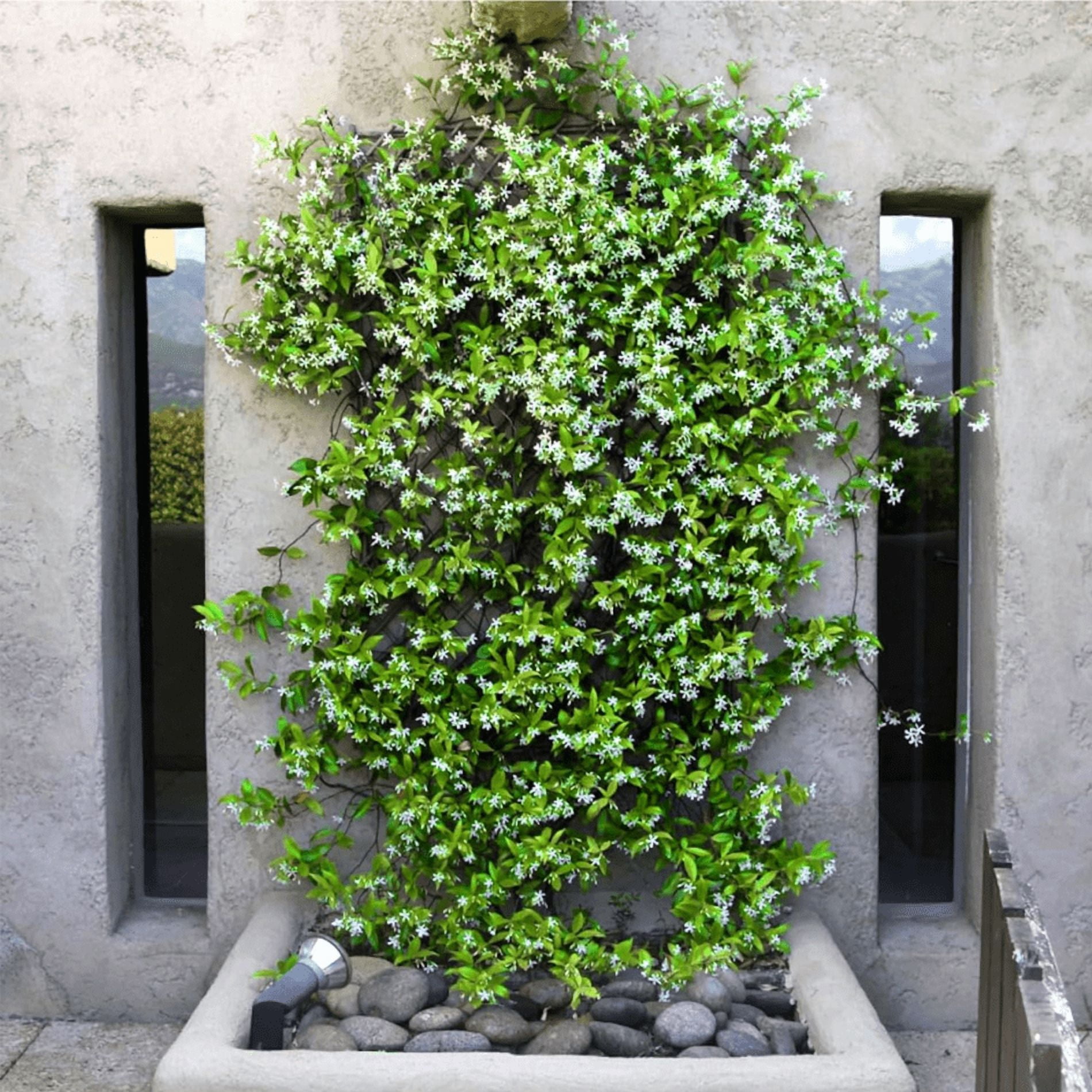 Green Confederate Star Jasmine Live Plant, White Jasmine Plant, Jasmine Plant Live, 4 to 6 Inch Tall, Ship No Pot