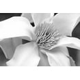 thumbnail image 2 of Schell, Jennie Marie 32x23 Black Ornate Wood Framed with Double Matting Museum Art Print Titled - Magnolia Flower Macro Black and White 3, 2 of 4