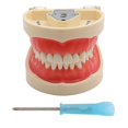 thumbnail image 2 of Modelo Dental modelo de dientes modelo de enseñanza Dental modelo estándar con 32 dientes atornillados demostración goma dura suave 28 24 dientes, 2 of 5