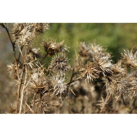 Dried Wildflower - Canvas Print Plant Autumn Thistles Wildflower Dry Flower Flora Stretched Canvas 10 x 14