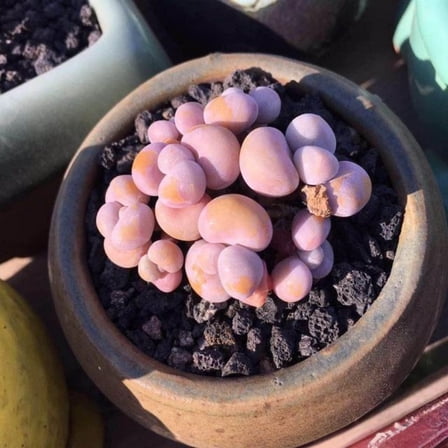 Live Succulent Plants (2"-4"Pot Pachyphytum Oviferum-Pink Moonstone)