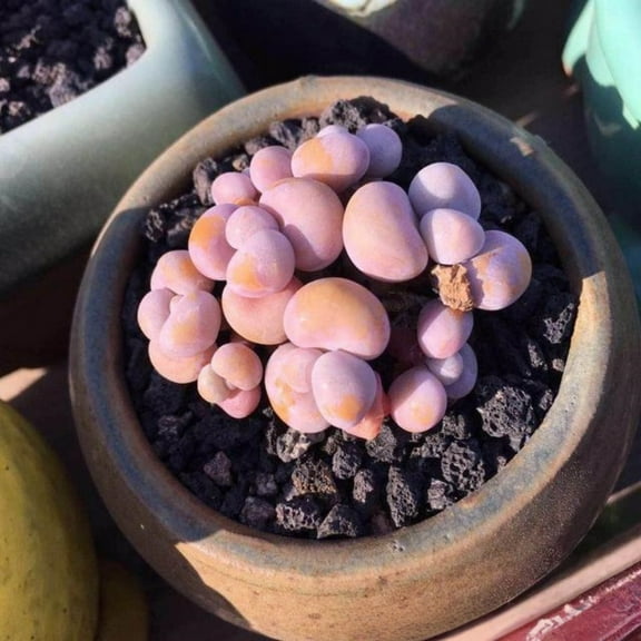 Live Succulent Plants (2"-4"Pot Pachyphytum Oviferum-Pink Moonstone)