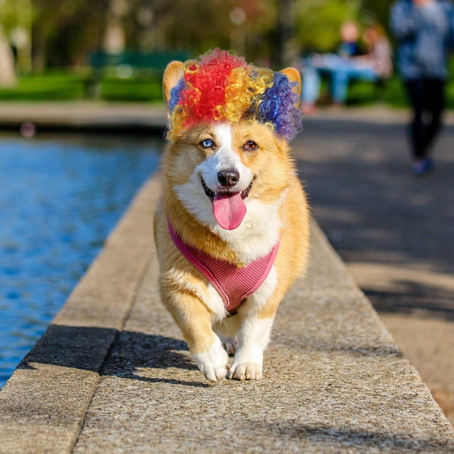 CATIEBYE Peluca Para Mascotas De En Fibra De Nylon Con Elástica Ajustable Para Perros Y