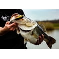 thumbnail image 2 of 6th Sense – Swank Series Squarebill Crankbait Bass Fishing Lure, Shallow Power Cranking, 2 of 5