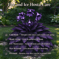 thumbnail image 4 of 4 Hosta Roots-Low‑Maintenance, Easy‑Grow for Garden Beds,Borders,Plant Pots & Planters, 4 of 5
