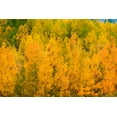 thumbnail image 2 of Bishop, Russ 18x13 White Modern Wood Framed Museum Art Print Titled - Fall color along Bishop Creek-Inyo National Forest-California-USA, 2 of 4