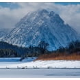 thumbnail image 2 of Garber, Howie 12x12 White Modern Wood Framed Museum Art Print Titled - Flock of Trumpeter swans swim at Oxbow Bend in front of Mount Moran-Grand Teton National Park, 2 of 4