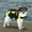 Safety Color - Yellow, variant on DOG LIFE JACKET Aquatic Pet Preserver Water Safety Vests for Dogs Swim Vest(xxSmall Safety Color - Orange)