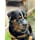thumbnail image 4 of Bozal de metal resistente para perros Rottweiler TUNC Sencillez, 4 of 5