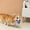 C, variant on Interactive Cat Teaser Wand Toy for Indoor Exercise with Mice and Light Up to Stimulate Natural Instincts