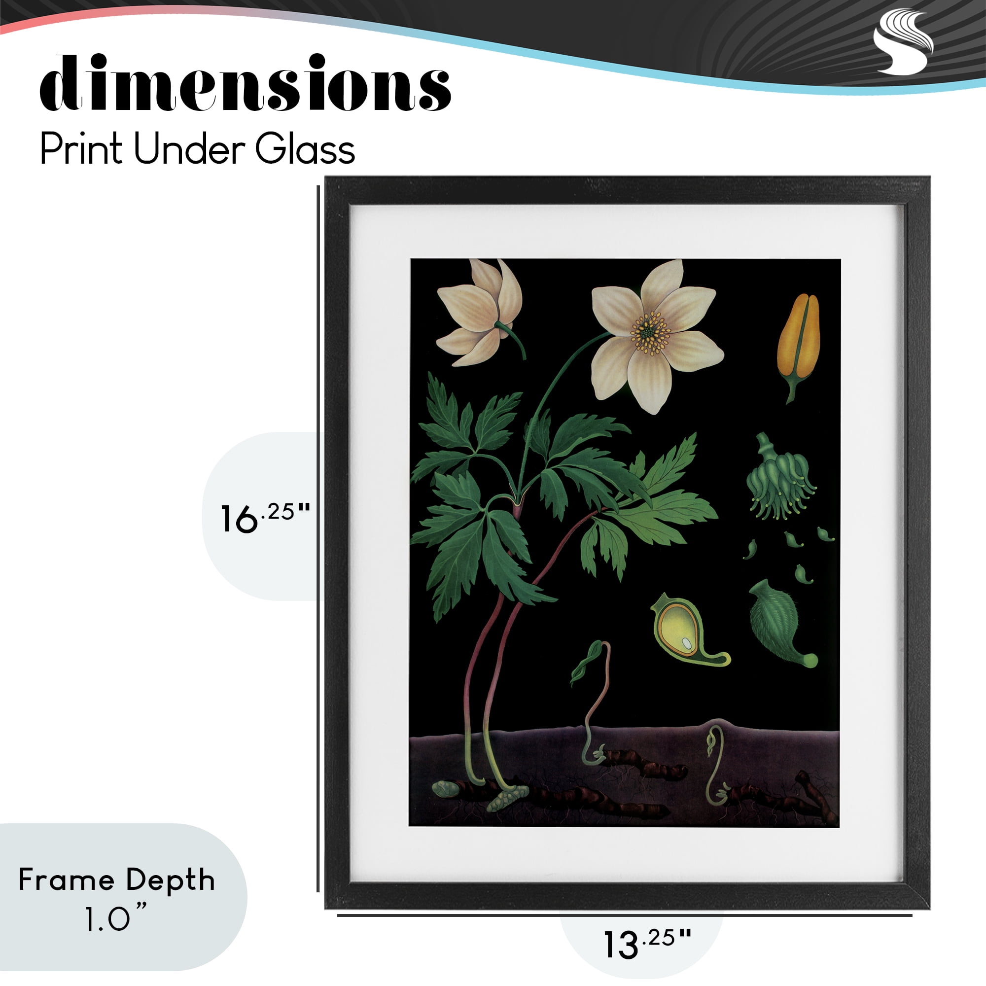Stupell Industries Sprouting Wildflower Illustrations Black Framed Print Under Glass, design by Vintage Hustle
