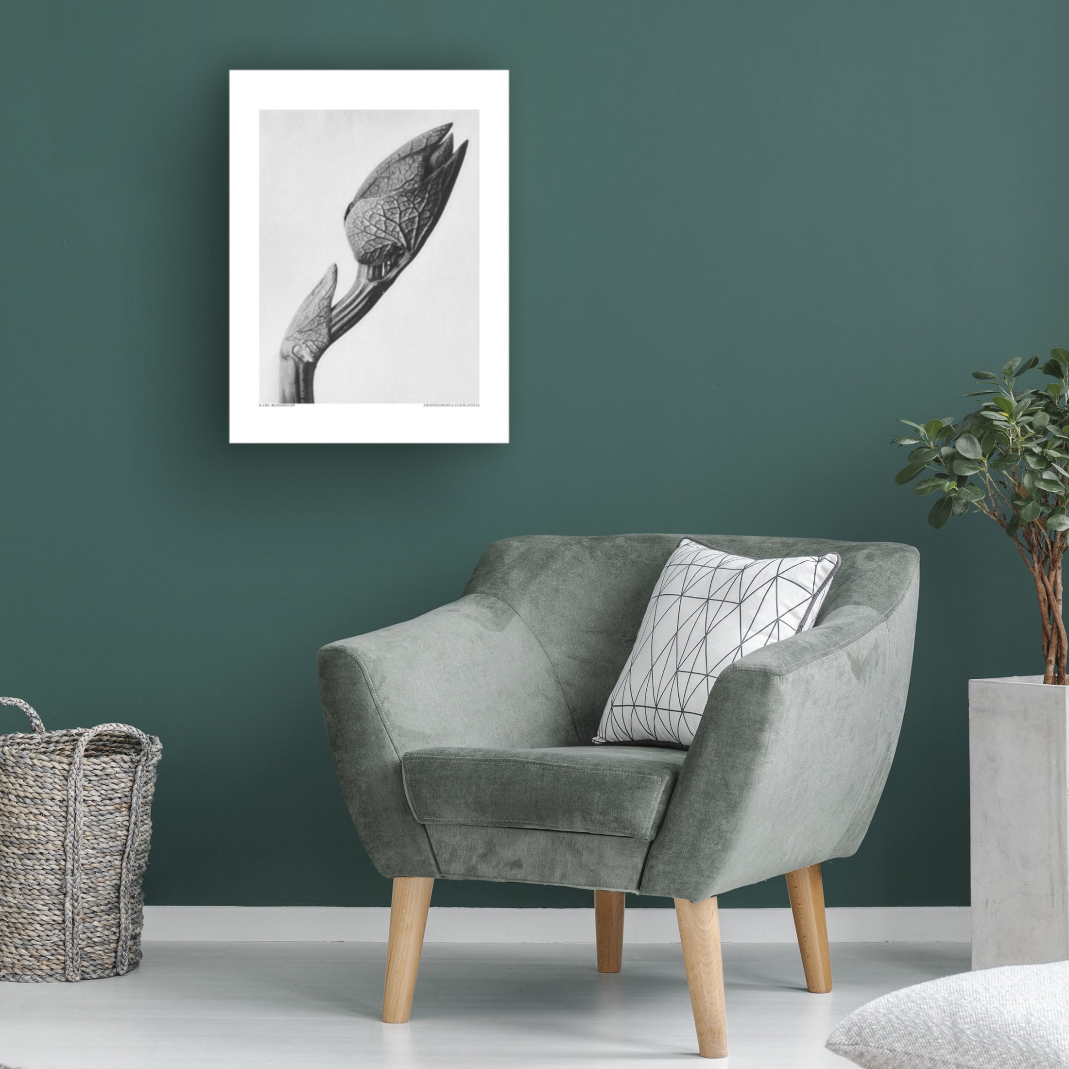 Trademark Fine Art Pictufy Aristolochia clematitis Canvas Wall Art