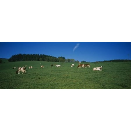 Herd of cows grazing in a field St Peter Black Forest Germany Canvas Art - Panoramic Images (18 x