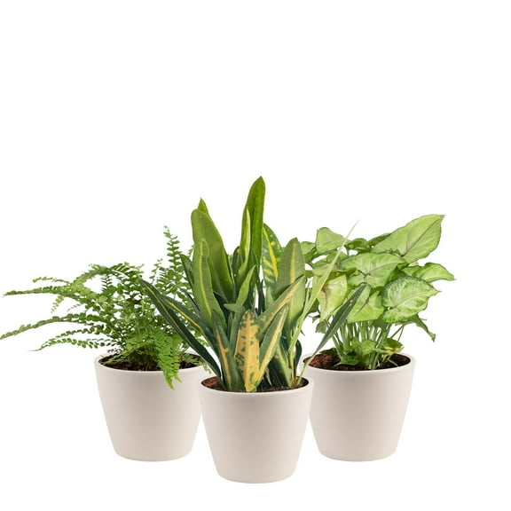 Costa Farms Live Indoor 16in. Tall Green Exotic Angel Assorted Foliage; Bright, Indirect Sunlight Plant in 6in. Tin Planter