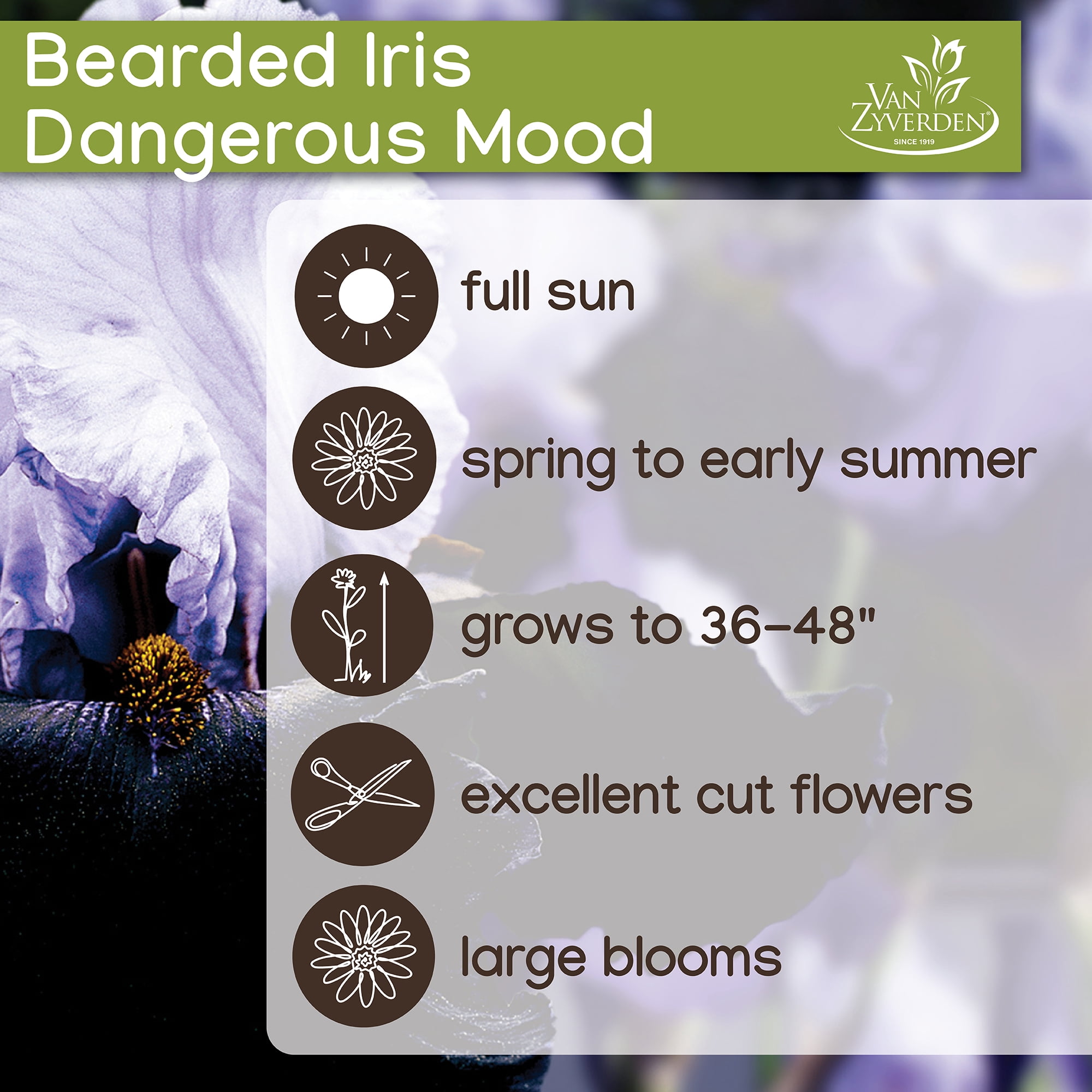 Expert Gardener Bearded Iris Dangerous Mood Plant Bulbs (1 Dormant Bulb)