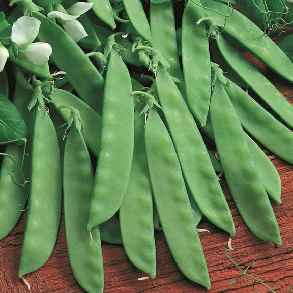TomorrowSeeds - Oregon Sugar Pod II Snow Pea Seeds - 30  Count - For 2025 Planting USA Garden
