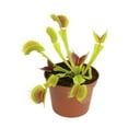 thumbnail image 3 of Altman Plants 3.5" Venus Fly Trap Live Plant with Grower Pot, 3 of 8