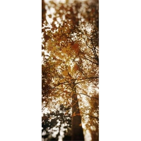 Panoramic Images PPI122974L Low angle view of autumn trees  Volunteer Park  Capitol Hill  Seattle  King County  Washington State  USA Poster Print by Panoramic Images - 12 x