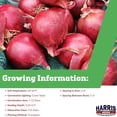 thumbnail image 2 of Harris Seeds - Onion Red Carpet F1 Organic Seeds  - 1,000 Seeds, 2 of 7
