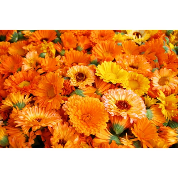 250  Calendula Seeds for Planting - Pacific Beauty Mix - Made in USA