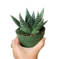 thumbnail image 3 of Gasteria Flow Lace Aloe Succulent (4"+ Plastic Pot) - Tiny, Lovely, Easy to Care Succulents - Live Succulents for Home Office, 3 of 8