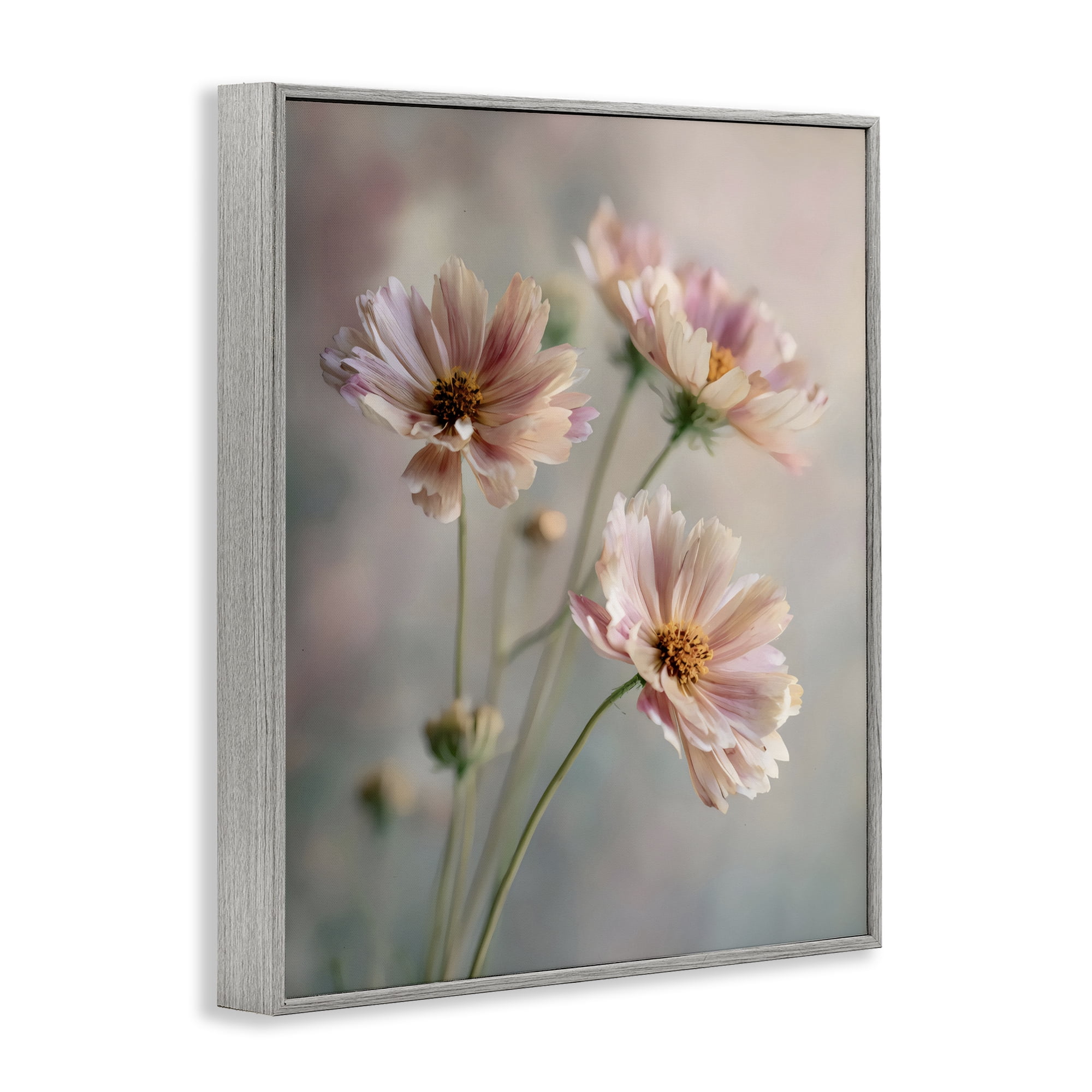 Stupell Industries Pink Daisies Close Up Gray Framed Giclee Art, design by Franklyn Gregory