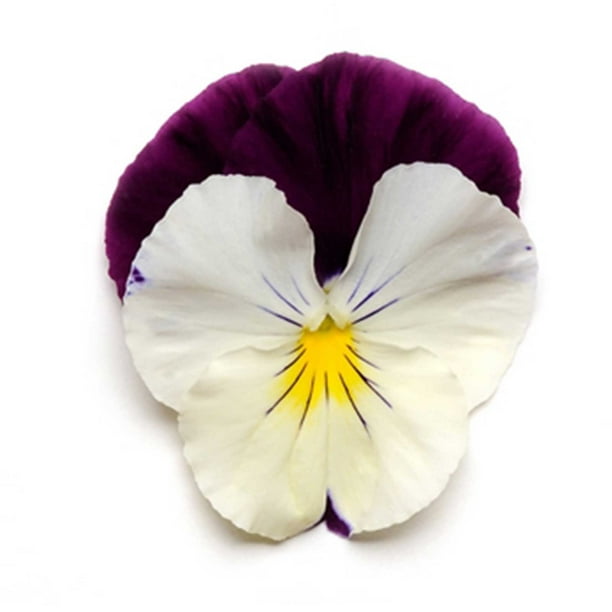 Pansy Flower Garden Seeds Cool Wave Series Violet Wing