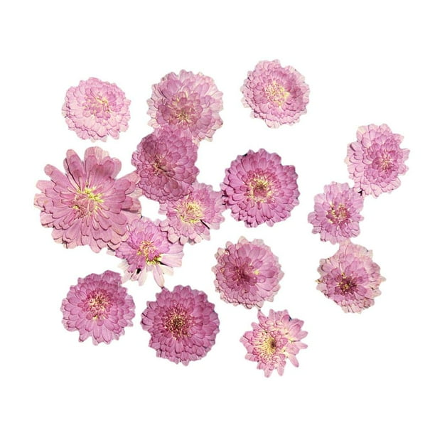 10 piezas de flores y hojas secas prensadas para joyería, tarjetas telefónicas, decoración DIY 02