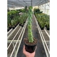 thumbnail image 5 of Boobie Cactus - Live Air-Purifying Indoor Plant in Nursery Pot – Easy Care, Low Maintenance Houseplant for Home & Office Decor, Natural Air Cleaner, Best for Beginners (4"Pot), 5 of 5